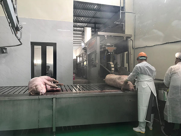Ngay sau khi giết mổ, thịt lợn sẽ được đưa vào làm mát theo quy trình, nhằm đảm bảo tiêu chuẩn an toàn vệ sinh thực phẩm.