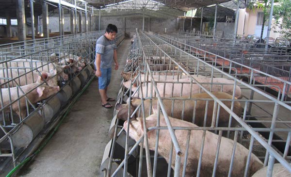 Cơ cấu ngành chăn nuôi lợn sẽ chuyển dịch dần theo hướng giảm chăn nuôi nông hộ, tăng quy mô chăn nuôi trang trại, hợp tác xã, doanh nghiệp và hình thành các chuỗi sản xuất khép kín. Ảnh: I.T