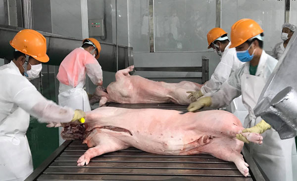 Công nhân làm việc tại tổ hợp sản xuất và chế biến thịt lợn của Nhà máy Biển Đông DHS tại huyện Hải Hậu, tỉnh Nam Định. Ảnh: M.H