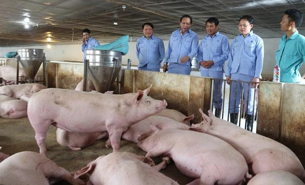 Chăn nuôi lợn Việt Nam yếu ở đâu?