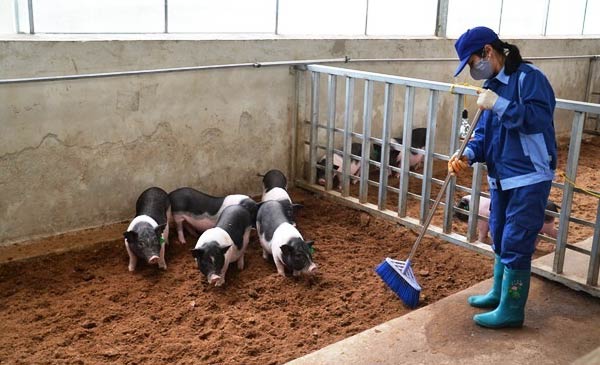 Chăn nuôi lợn an toàn sinh học tại huyện Bắc Hà (Lào Cai)
