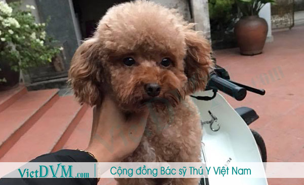 Poodle bị bạc lông có thể hiểu đơn giản sự thay đổi màu lông của poodle