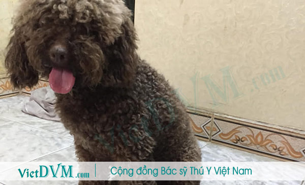 Chăm sóc lông cho chó poodle không tốt cũng là nguyên nhân dẫn tới poodle bị bạc lông