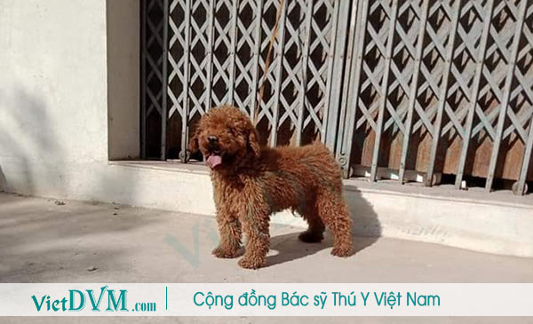 4 Nguyên nhân chó poodle bị bạc lông