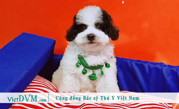 Poodle màu bò sữa - màu ít gặp