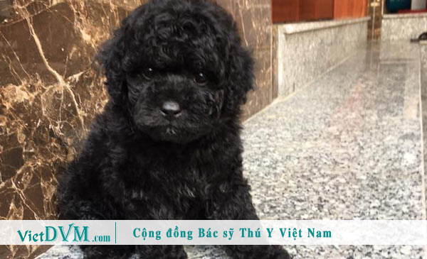 Poodle màu đen - Màu phổ biến