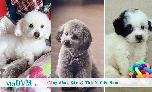 Poodle màu nào đẹp nhất