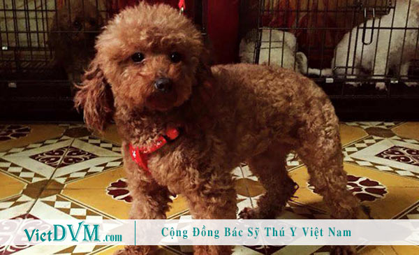 Poodle màu nâu đỏ - màu phổ biến