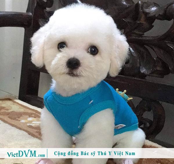 Chó Poodle màu trắng - Màu phổ biến