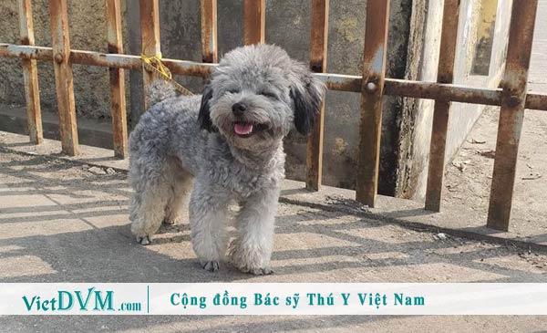 Poodle màu xám - màu ít gặp