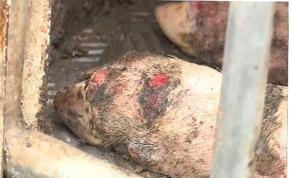 Bắt xe vận chuyển 1,5 tấn thịt lợn mắc bệnh lở mồm long móng