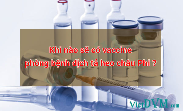 Tại sao đến giờ chúng ta vẫn chưa có vaccine phòng bệnh dịc tả heo châu phi (ASF)?