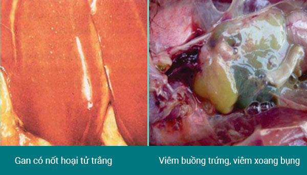 Biểu hiện bệnh tích trên gan và buồng trứng