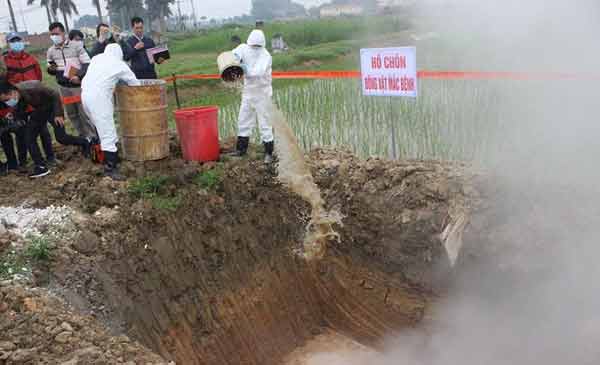 Diễn tập ứng phó với dịch tả châu Phi tại Thanh Oai.