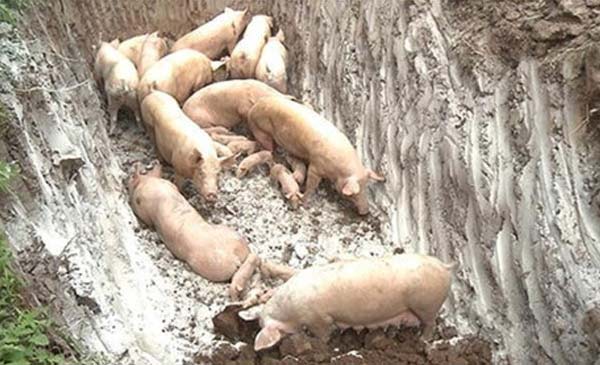 Hàng chục nghìn con lợn mắc dịch tả lợn châu Phi đã bị thiêu hủy, tại nhiều tỉnh thành trên cả nước.
