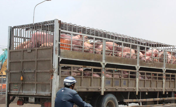 Lượng xe vận chuyển lợn từ các tỉnh miền Bắc vào Nam tăng mạnh gần đây. Ảnh: Nguyễn Vy