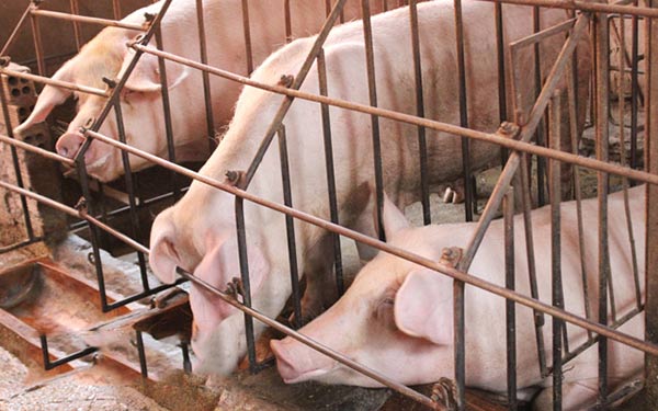 Đàn lợn và nông hộ chăn nuôi ở huyện Thống Nhất sụt giảm do ảnh hưởng DTLCP. Ảnh: Nguyễn Vy