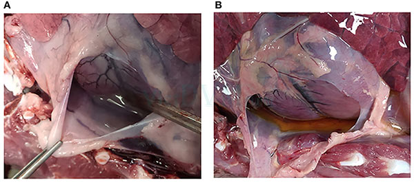 Hình ảnh màng ngoài tim (A) heo được dùng vaccine, (B) heo không được dùng vaccine