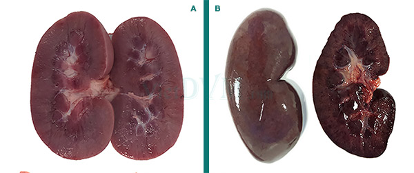 Hình ảnh thận heo được bổ đôi (A) heo được dùng vaccine, (B) heo không được dùng vaccine