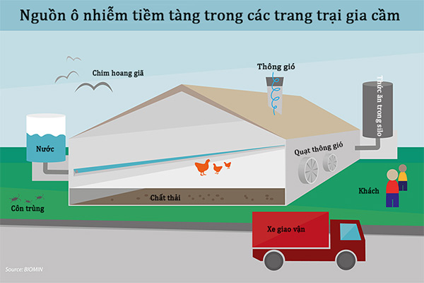 Các nguồn ô nhiễm tiềm tàng trên các trang trại chăn nuôi gà