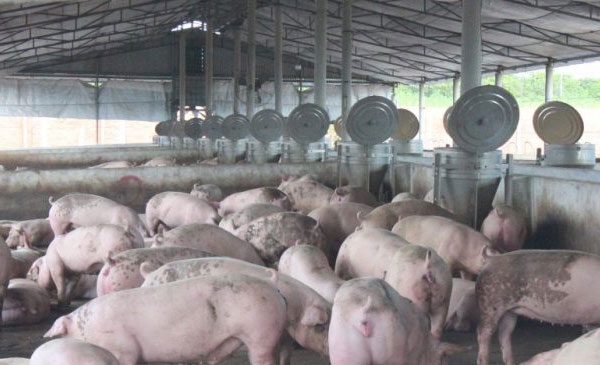 Đàn lợn tại một hộ nuôi ở Đồng Nai