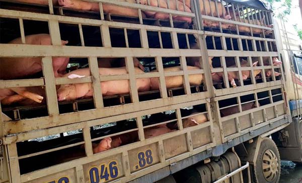 Chiếc xe chở số heo nhiễm dịch tả lợn Châu Phi bị bắt giữ.