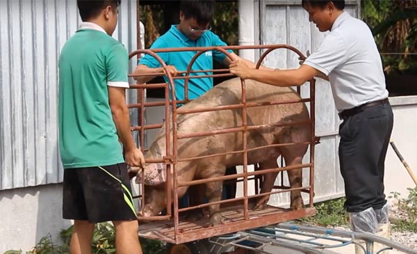 Chú heo 112kg của trang trại anh T.V.Giang 