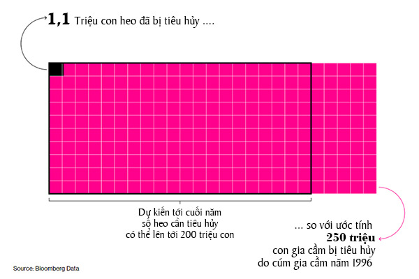 Đã có 1,1 triệu con heo phải tiêu hủy để ngăn chặn sự lây lan của virus gây bệnh dịch tả heo châu Phi (ASF)