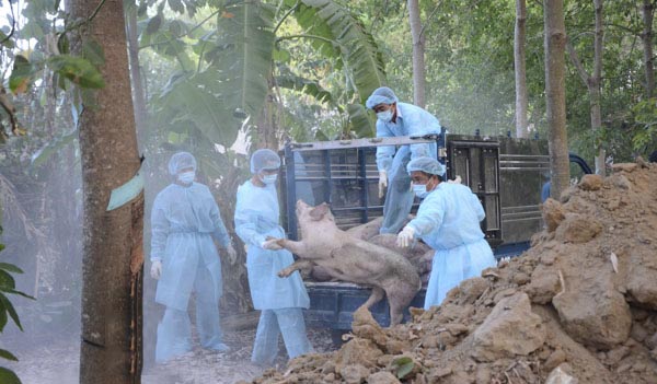 Hình ảnh heo mắc bệnh LMLM được thành phố Hà Nội tiêu hủy năm 2018