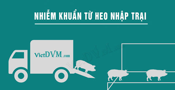 Nhiễm khuẩn từ heo xe vận chuyển heo ra vào trại