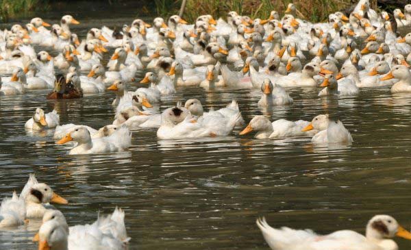 Chăn nuôi vịt ở nước ta là nguồn lây nhiễm chủ yếu của bệnh cúm gia cầm