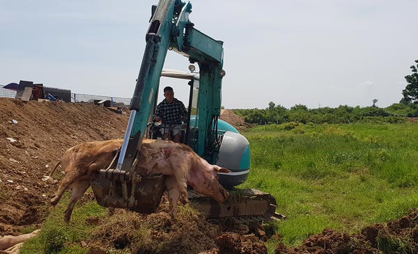 Tiêu hủy lợn mắc dịch tả châu Phi ở xã Thanh Bình, Chương Mỹ, Hà Nội tháng 6/2019. Ảnh: Tất Định