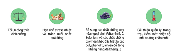 Polyphenol – hoạt chất sinh học giúp hạn chế hiệu quả stress nhiệt và stress oxy hóa ở vật nuôi