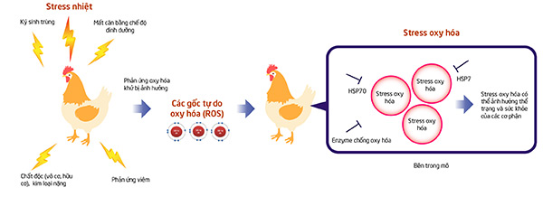 Stress oxy hóa có thể ảnh hưởng tới thể trạng và sức khỏe của vật nuôi (Toshiki Nakano và cộng sự, 2014)