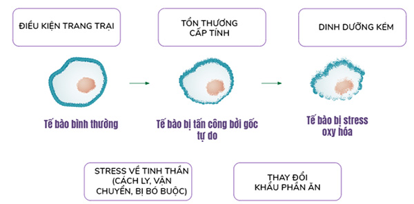 Tổn thương tế bào và mô còn gây ảnh hưởng đến chất lượng thịt, trứng và sữa.