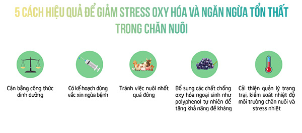 5 giải pháp hiệu quả để đảm bảo Stress oxy hóa