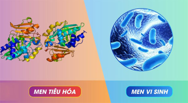 Men vi sinh (Probiotic) và men tiêu hóa là 2 loại hoàn toàn khác nhau