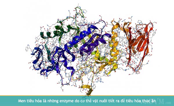 Ảnh 2: Men tiêu hóa là những enzyme do cơ thể vật nuôi tiết ra để tiêu hóa thức ăn.