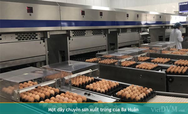 Một dây chuyền sản xuất trứng của Ba Huân