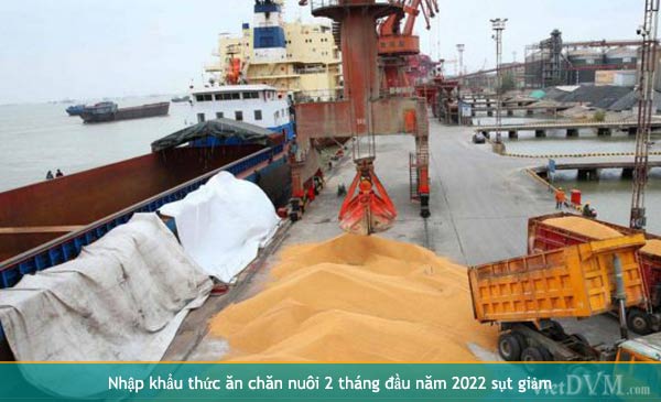 2 tháng đầu năm 2022 nhập khẩu thức ăn chăn nuôi đạt 627,86 triệu USD, giảm 7,9% so với cùng kỳ năm 2021