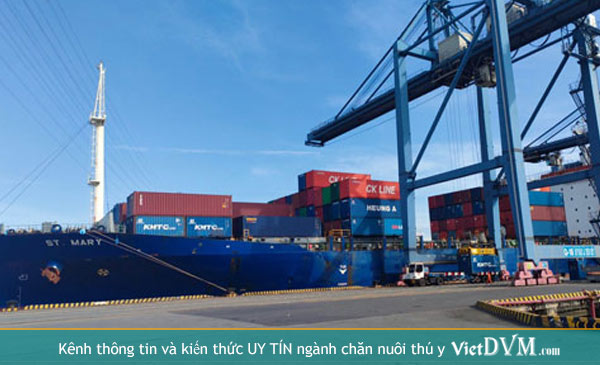 Giá cước container vận chuyển hàng đường biển đã tăng hơn 1 năm qua và chưa có dấu hiệu hạ nhiệt .Ảnh: Sơn Nhung