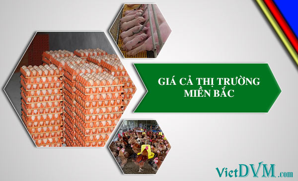 Giá cả thị trường miền Bắc tuần 07 năm 2017