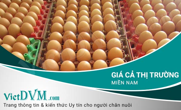 gia ca thi truong mien nam 3