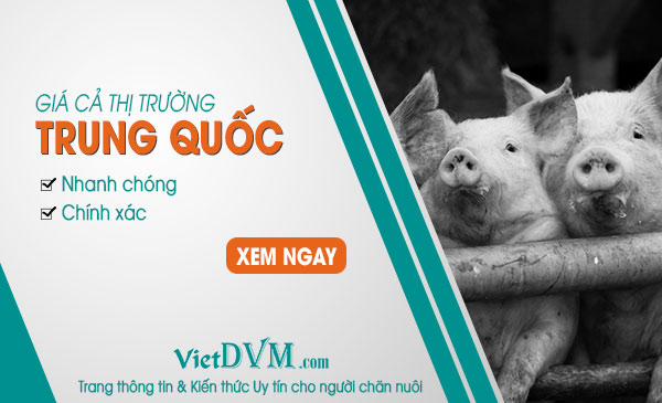 Ngày 23/09/2018 giá heo hơi tại Trung Quốc tiếp tục giảm 0,12 CNY