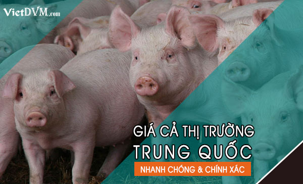 Giá heo hơi tại Trung Quốc ngày 20/08/2018