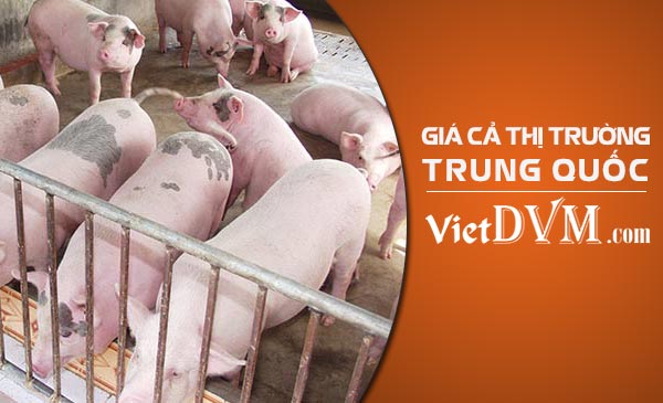 Cập nhật giá heo hơi tại Trung Quốc ngày 26/01/2018