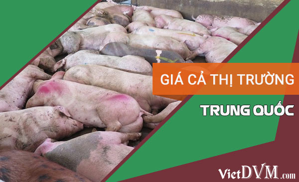 Giá heo hơi tại Trung Quốc hiện có giá 39.000đ/kg