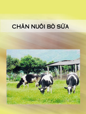 50 chan nuoi bo sua