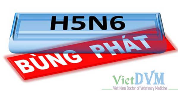 Tình hình dịch cúm gia cầm H5N6 tại Thái Bình