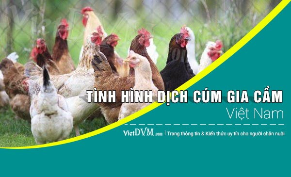 Tình hình cúm gia cầm tại Việt Nam đến ngày 15/05/2017